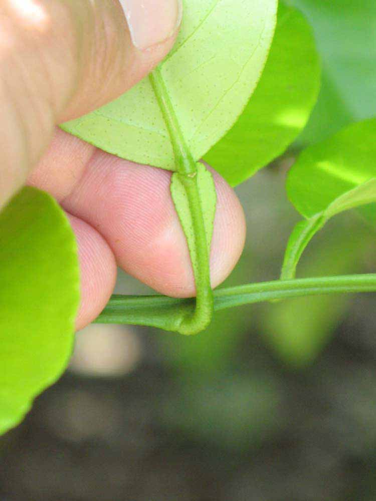                 Petiole (Winter Haven,   FL)   